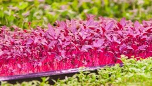 Carpet Recycling UK Explores Carpet Waste at Edie Live 2019