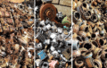 Future-Oriented Recovery of Meatballs and E-Motors