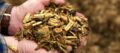 Are Shredders Replacing Grinders for Wood Waste?